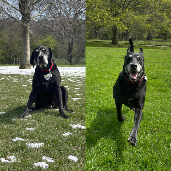 The same dog six months apart — sitting on frosted grass in winter, running across green grass in summer